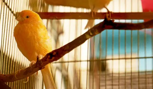 Come addomesticare un uccello in casa: i consigli principali da seguire