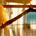 Come addomesticare un uccello in casa: i consigli principali da seguire