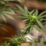 Cannabis light: che cos’è, benefici e tutto ciò che c’è da sapere