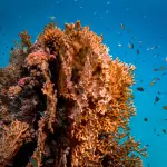 Triangolo dei coralli