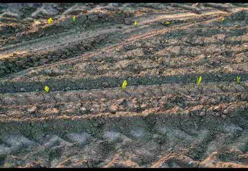 L'Utilizzo del Giusto Concime per la Produzione di Vino di Qualità