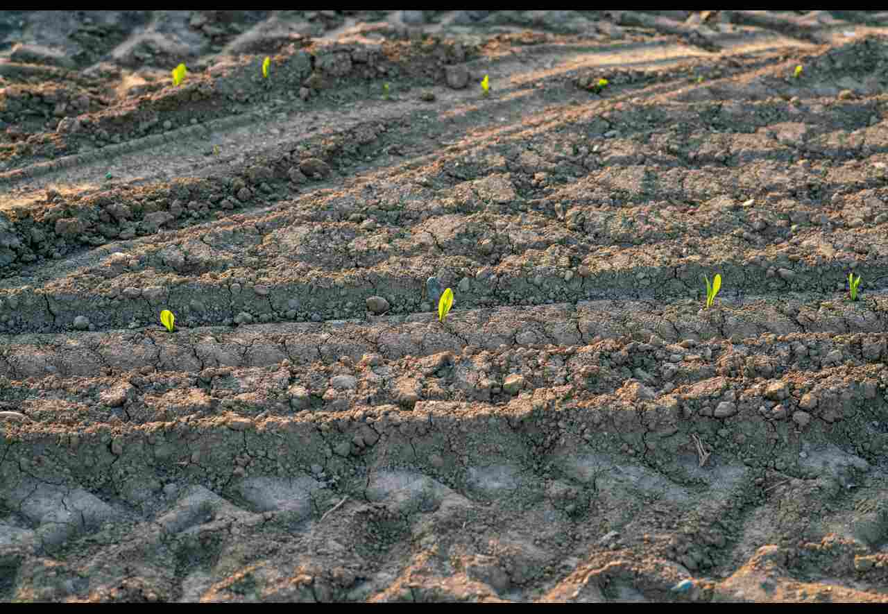 L'Utilizzo del Giusto Concime per la Produzione di Vino di Qualità