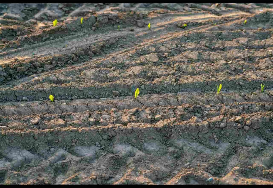 L'Utilizzo del Giusto Concime per la Produzione di Vino di Qualità
