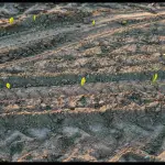 L'Utilizzo del Giusto Concime per la Produzione di Vino di Qualità